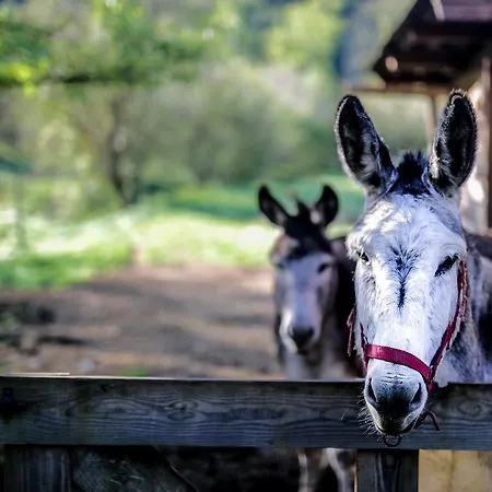 Bed & Breakfast Le Moulin De Planiol Le Vigan (Lot)