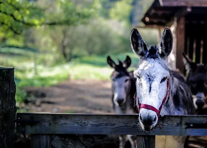 Frühstückspension Le Moulin De Planiol Le Vigan (Lot)